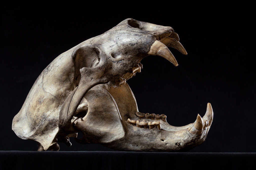Museo di Storia Naturale La Specola